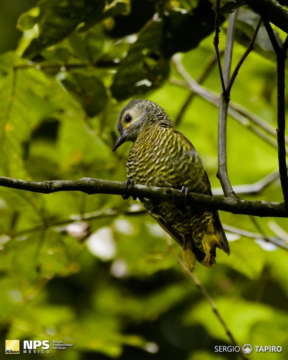 Gray-crowned Woodpecker - ML134554711
