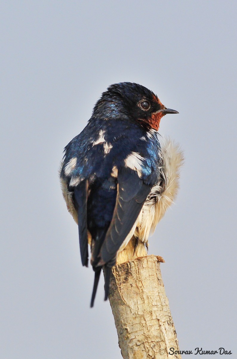 Barn Swallow - Sourav Das