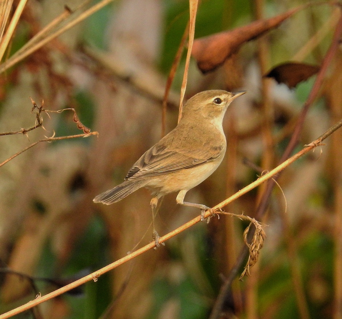Booted Warbler - ML134555031