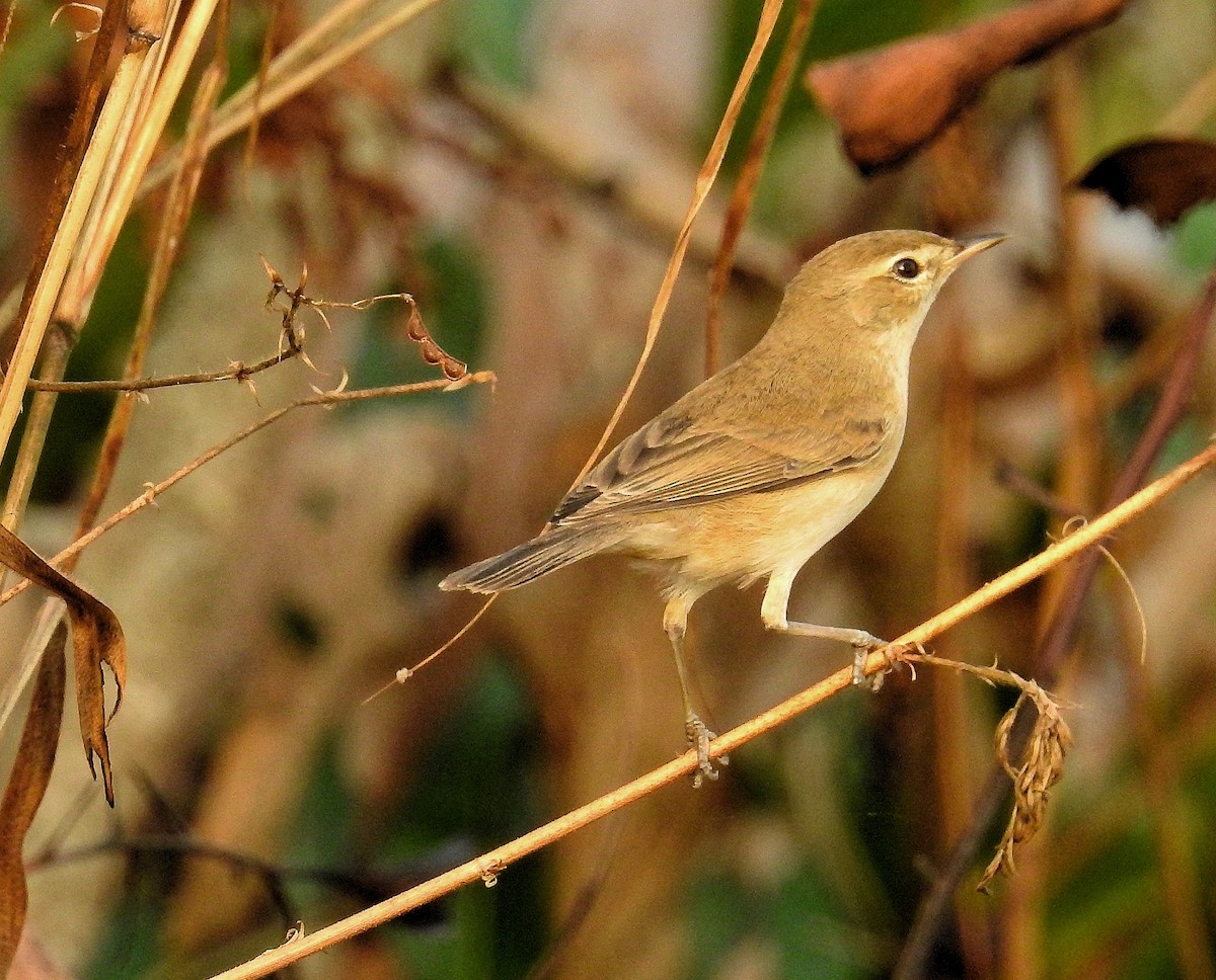 Booted Warbler - ML134555041