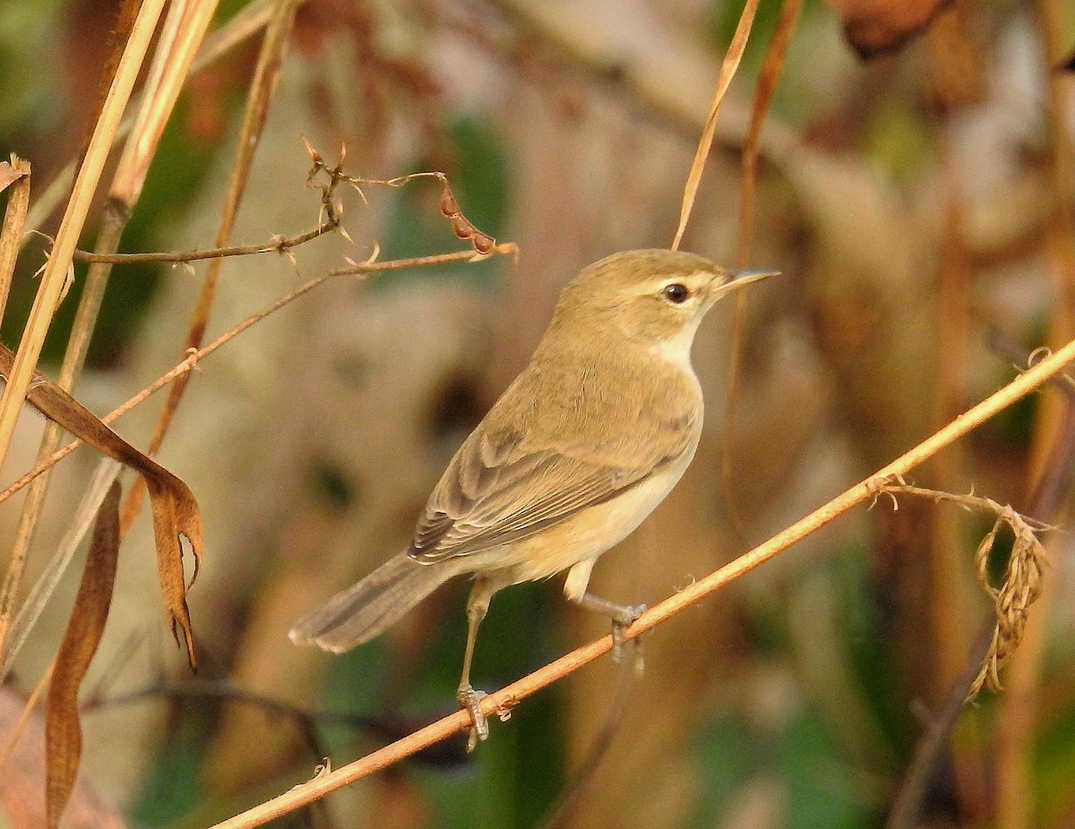 Booted Warbler - ML134555061