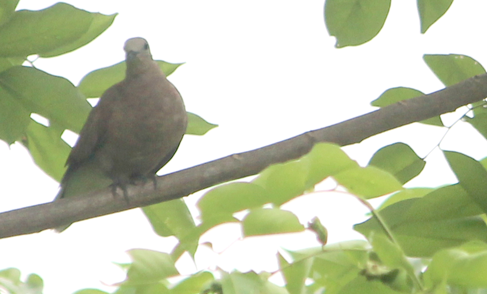Red Collared-Dove - ML134555071