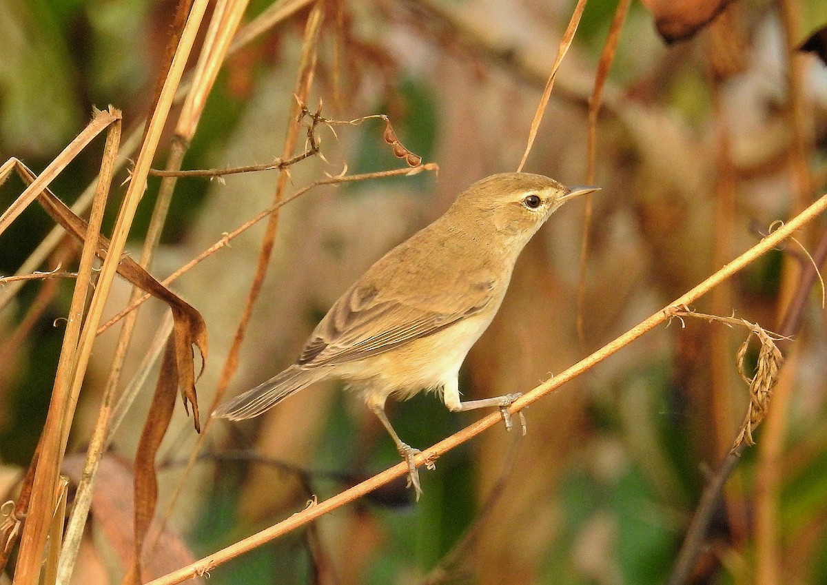 Booted Warbler - ML134555091