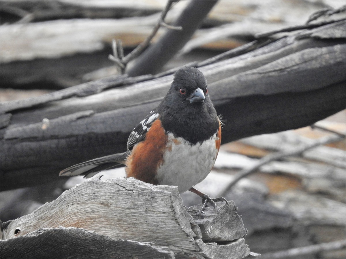 Spotted Towhee - dave haupt
