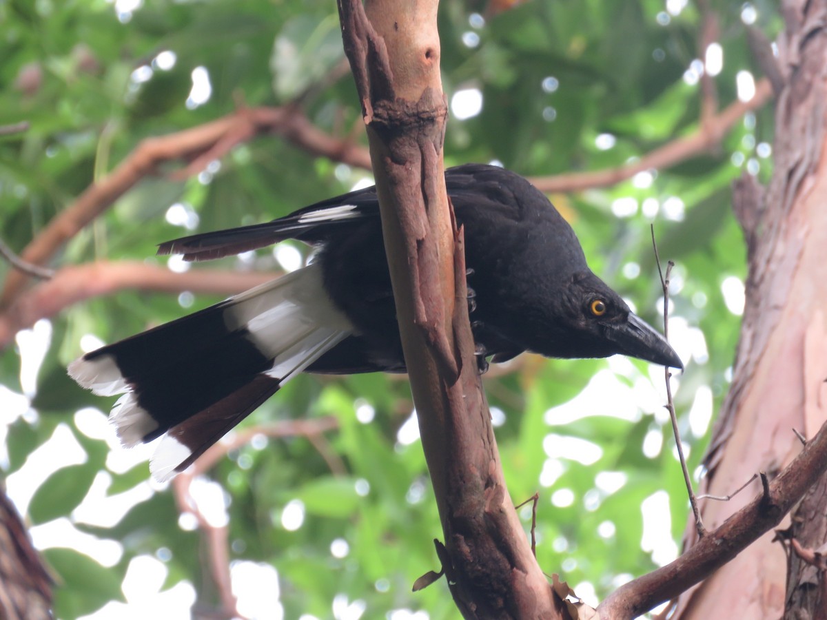Pied Currawong - ML134556771