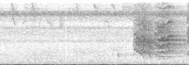 regnbueparakitt (picta) - ML134557