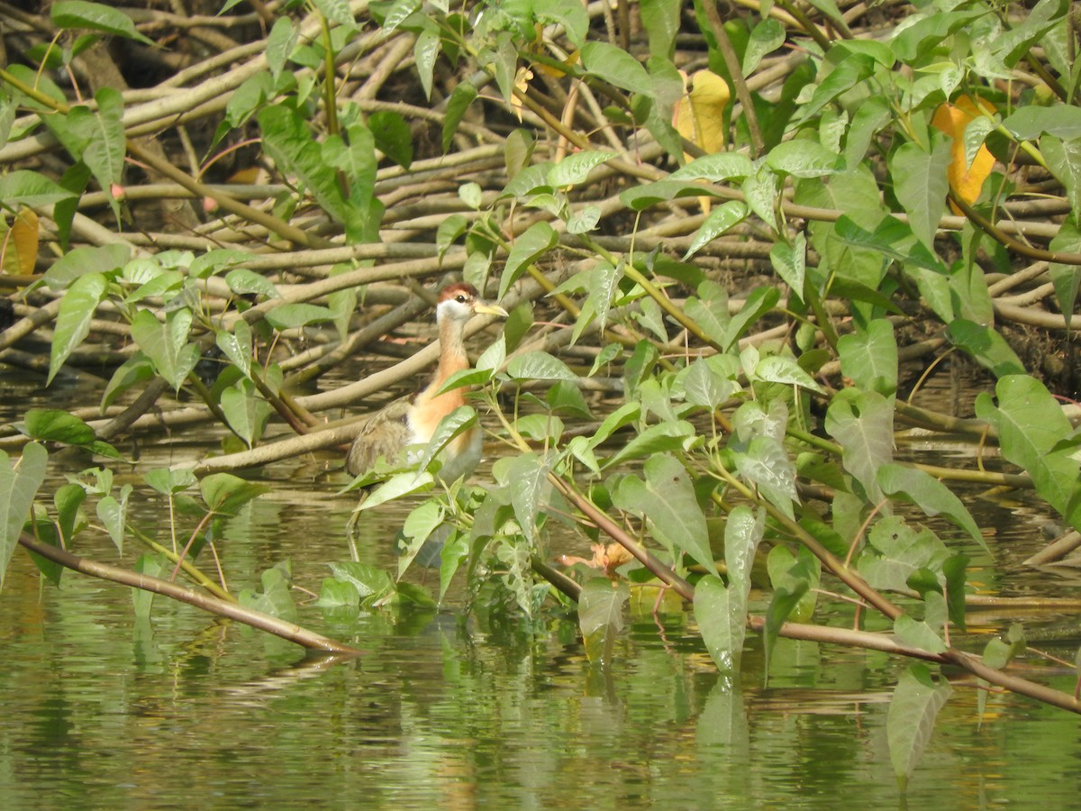 Pheasant-tailed Jacana - ML134557211