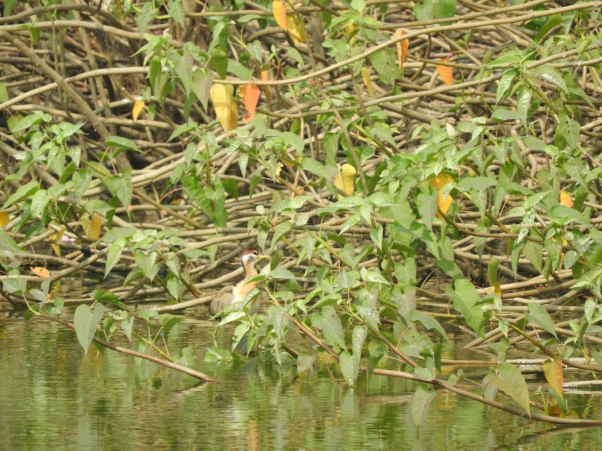 Pheasant-tailed Jacana - ML134557231