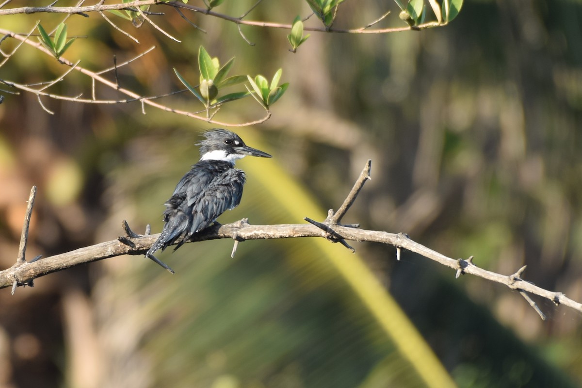 Belted Kingfisher - ML134557301