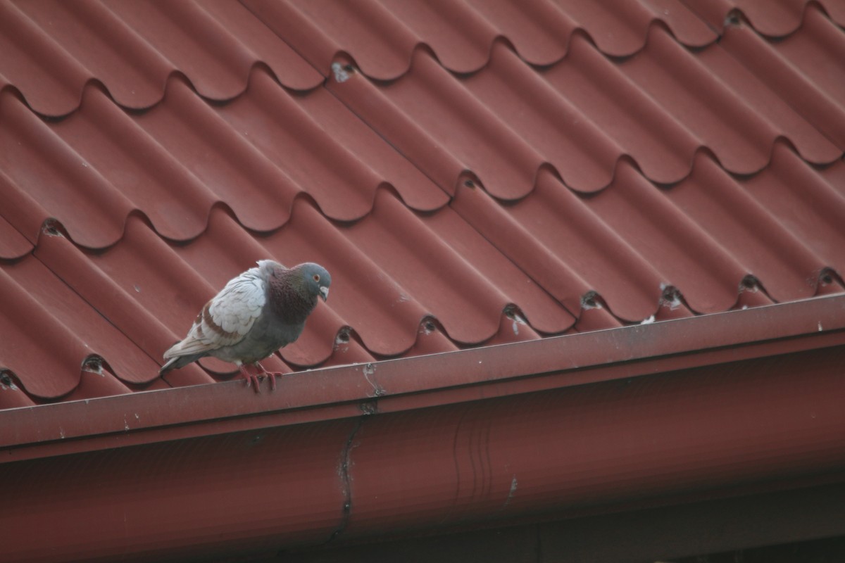 Rock Pigeon (Feral Pigeon) - ML134557641