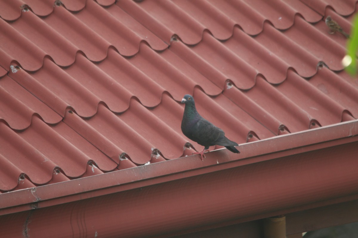 Rock Pigeon (Feral Pigeon) - ML134558071