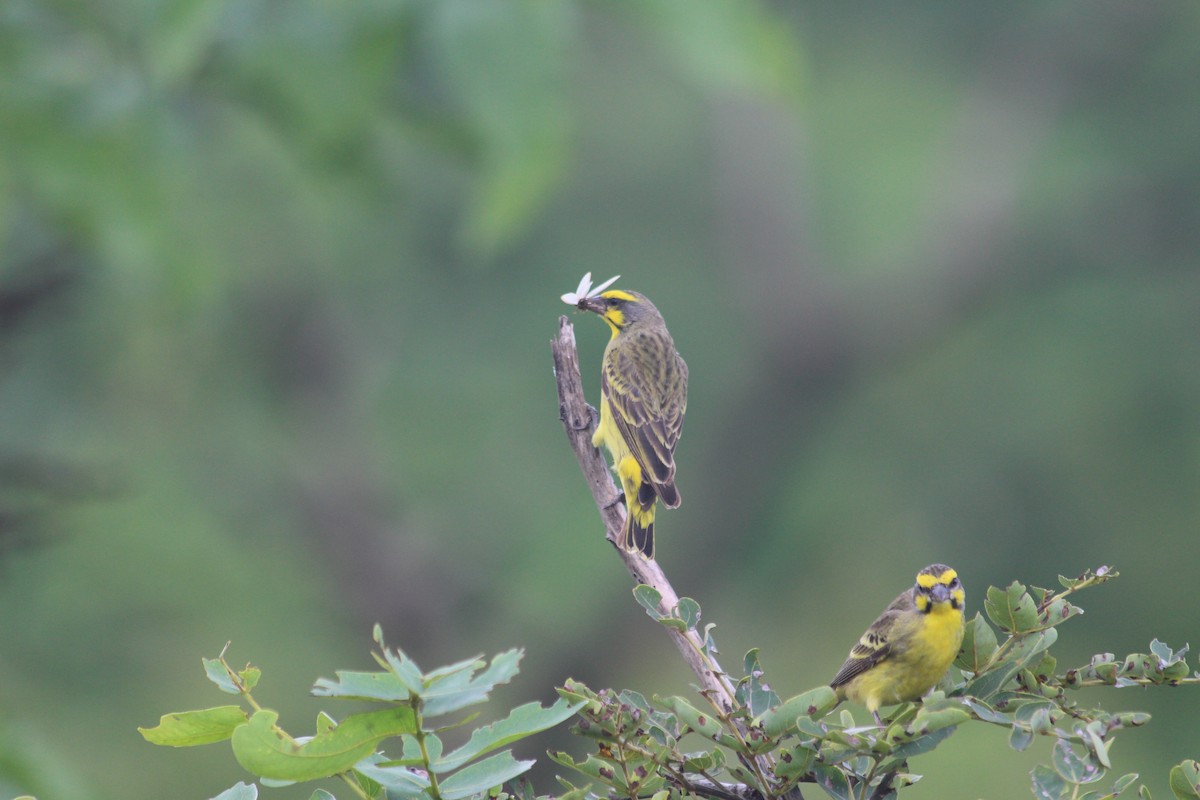 Yellow-fronted Canary - ML134558181