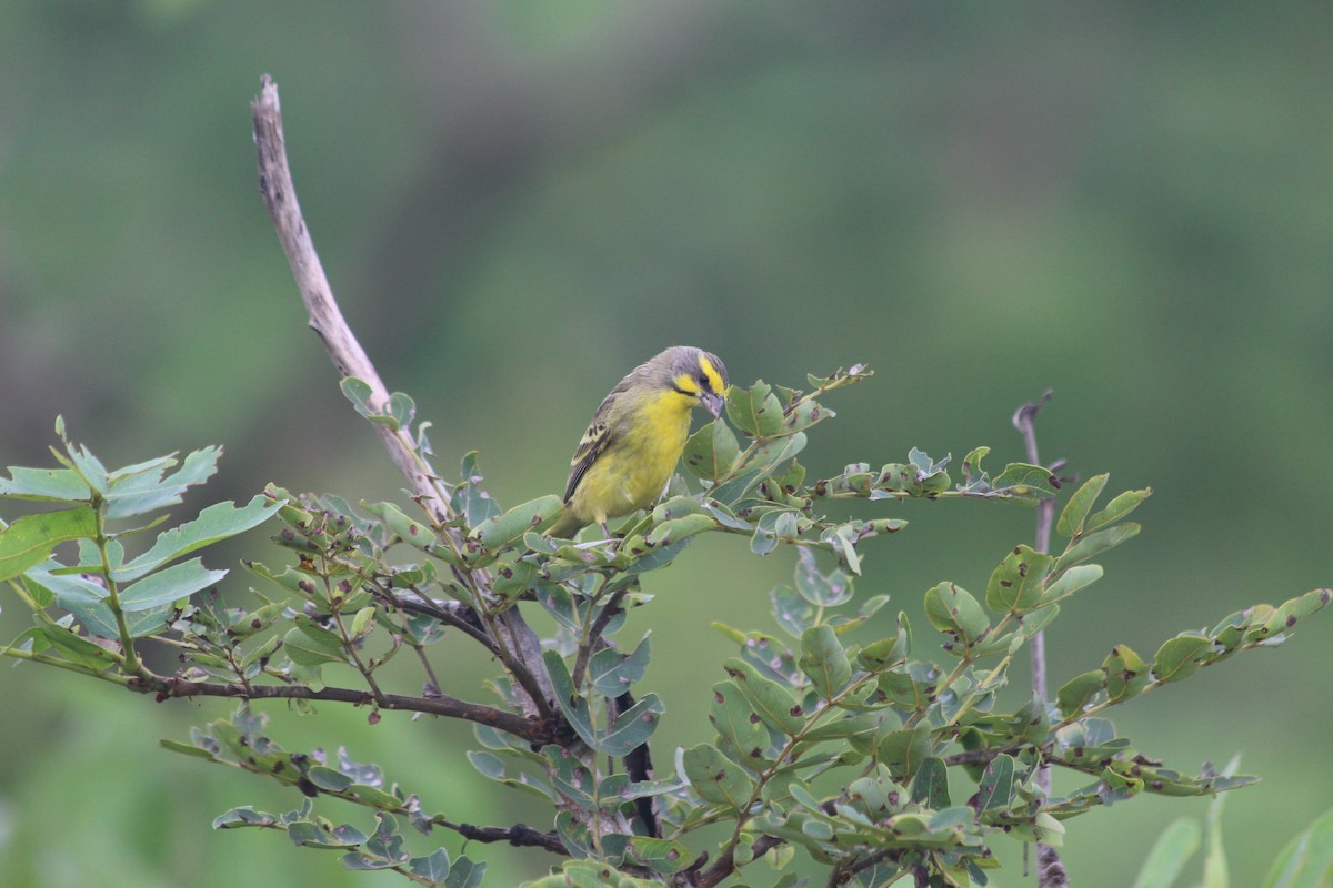 Yellow-fronted Canary - ML134558191