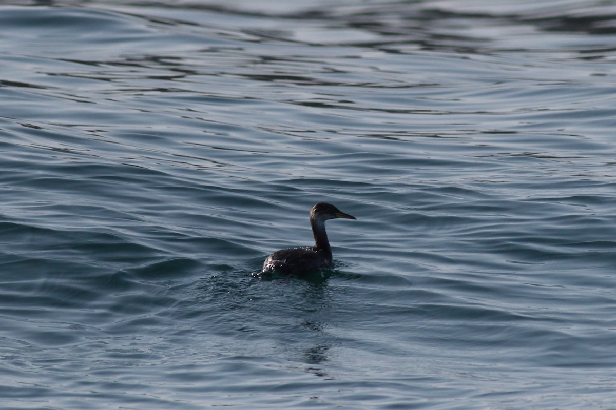 Red-necked Grebe - ML134560081