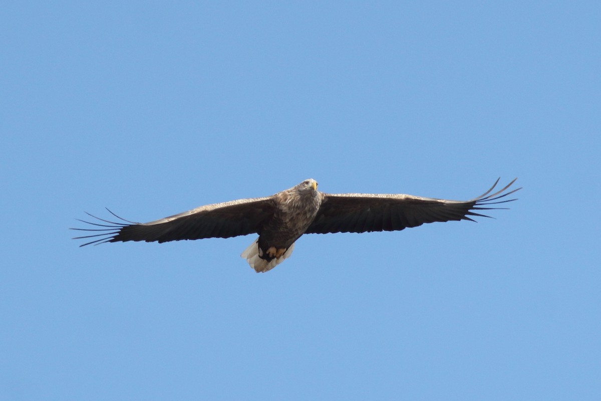 White-tailed Eagle - ML134560391