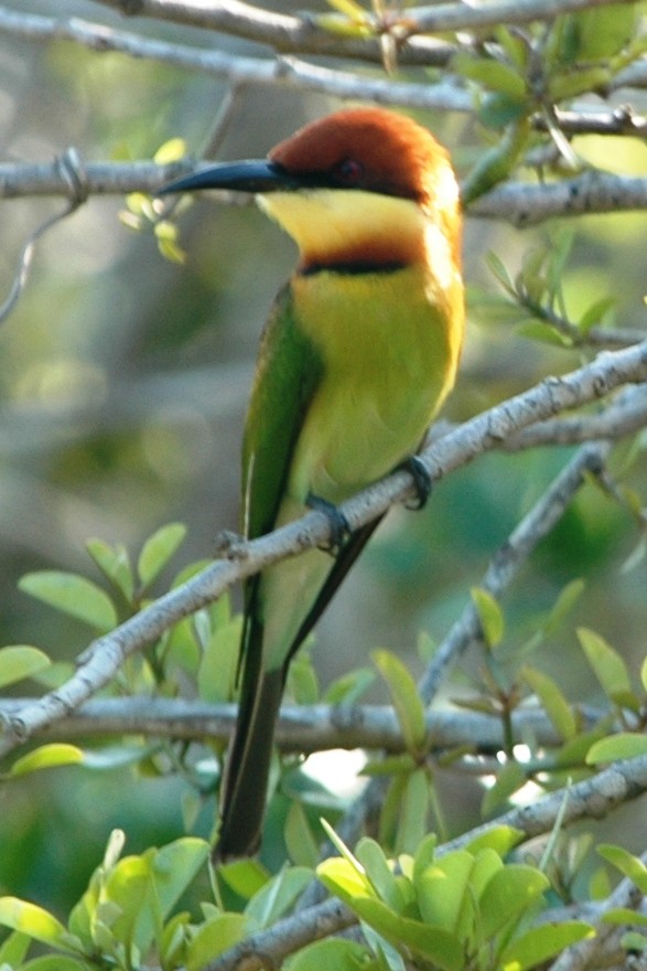 Chestnut-headed Bee-eater - ML134560761