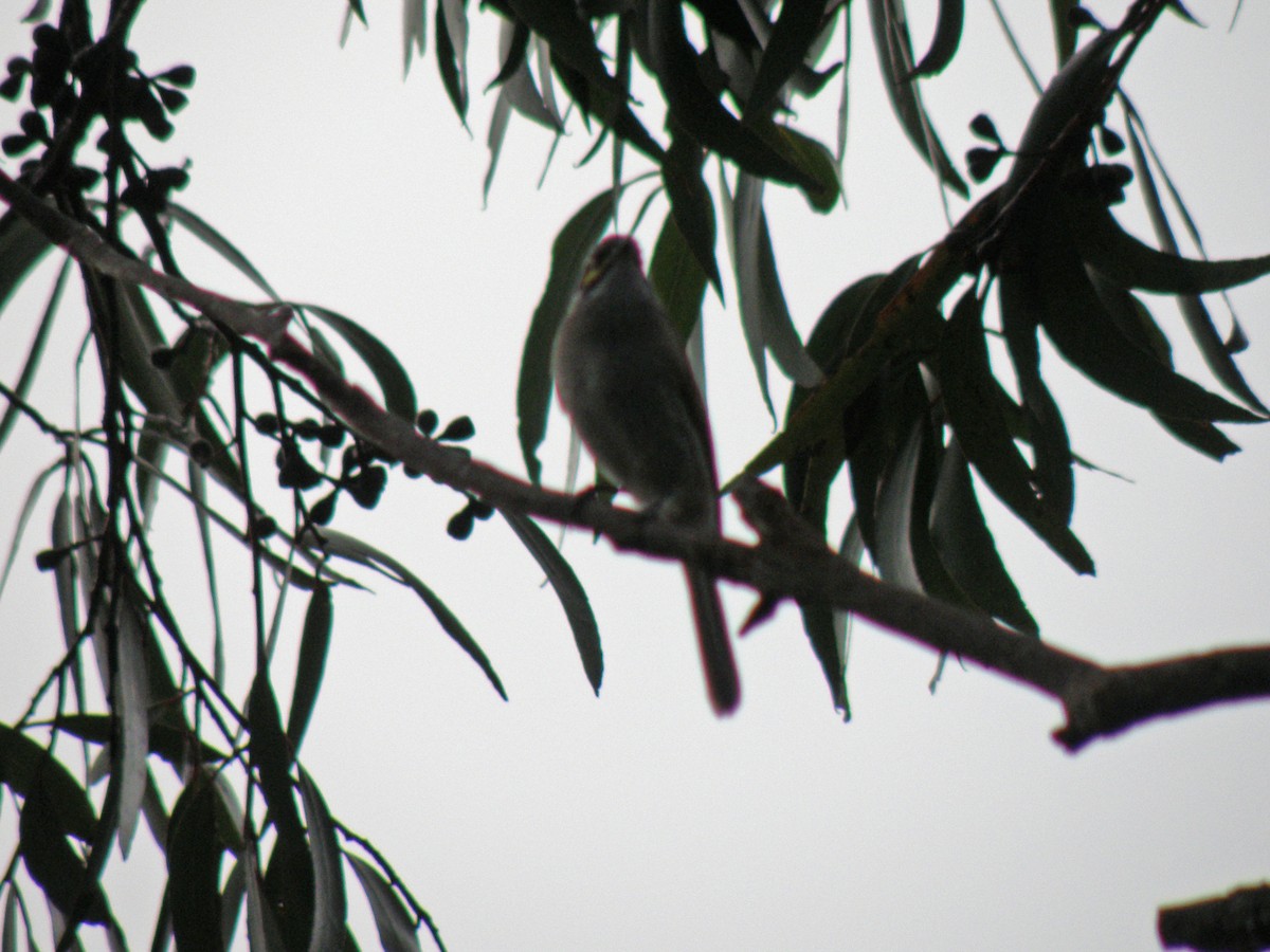 Yellow-faced Honeyeater - DS Ridley