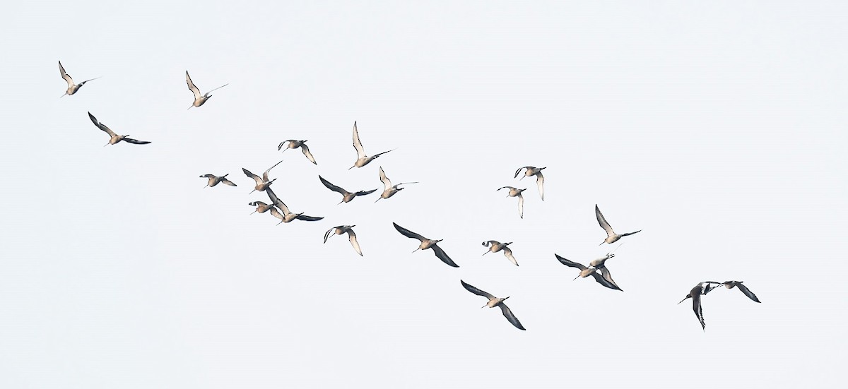 Black-tailed Godwit - Sajeev Krishnan