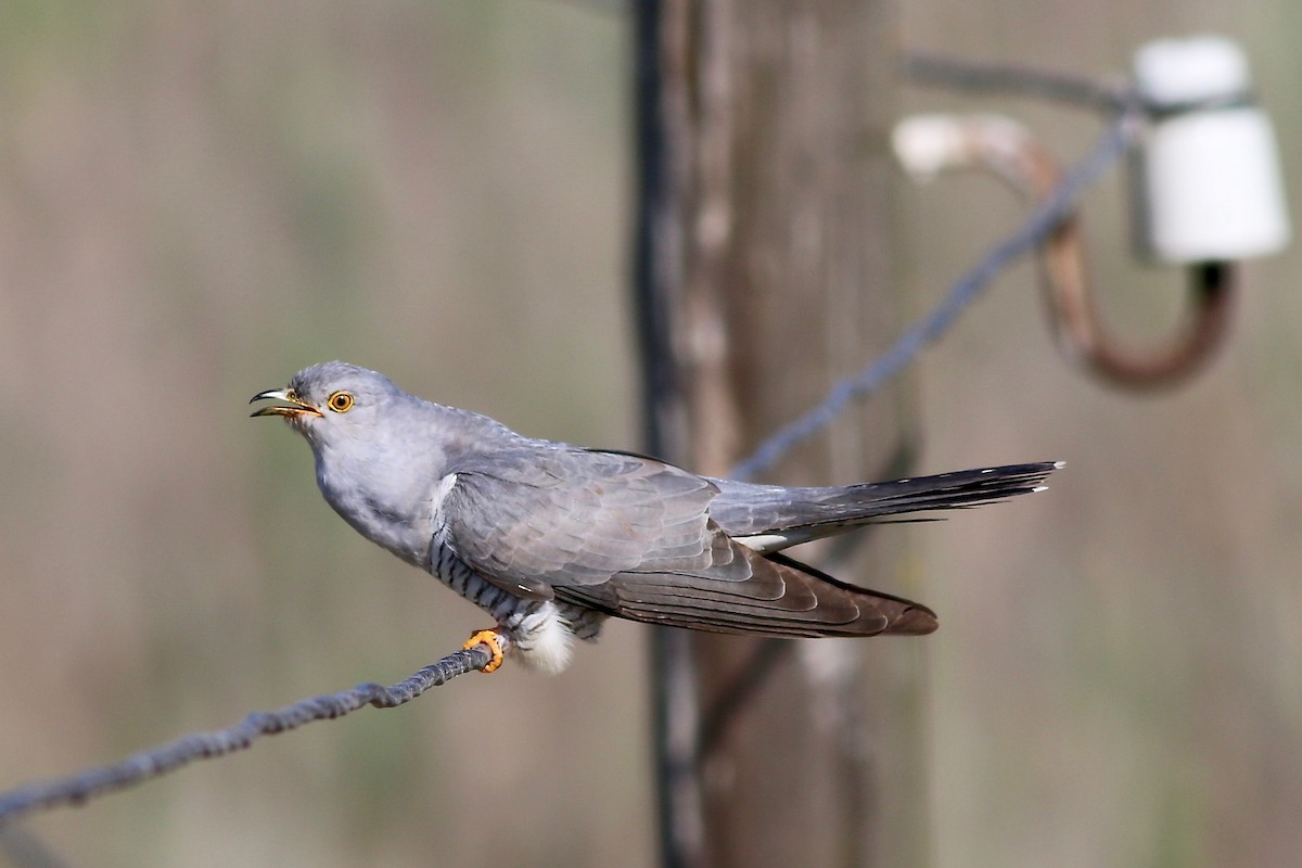 Common Cuckoo - Jakub Macháň
