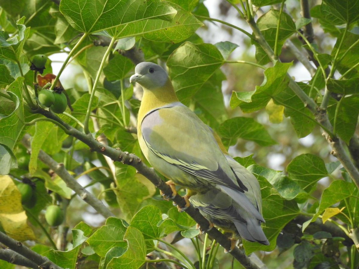 Yellow-footed Green-Pigeon - ML134562941