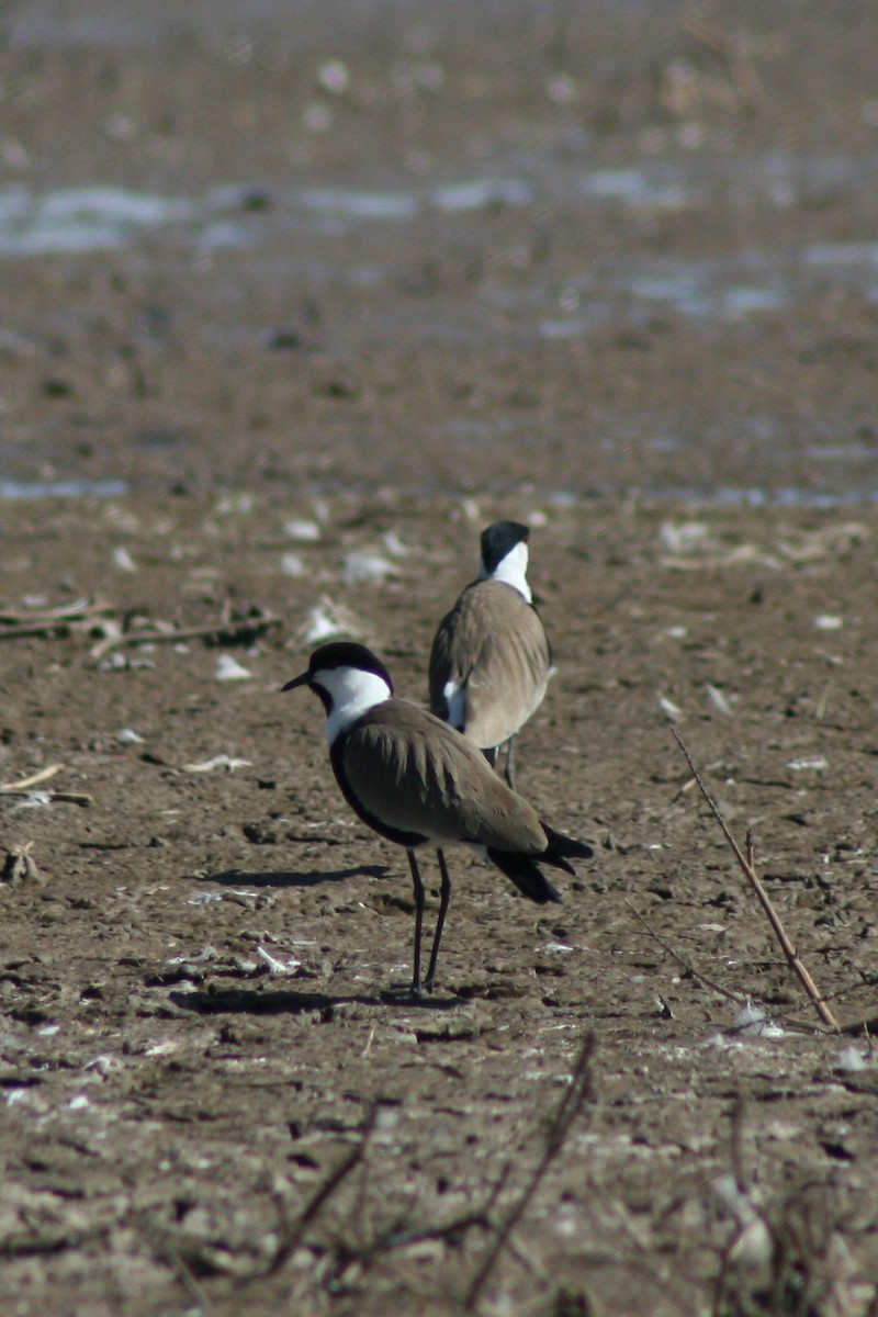 Spur-winged Lapwing - ML134562951