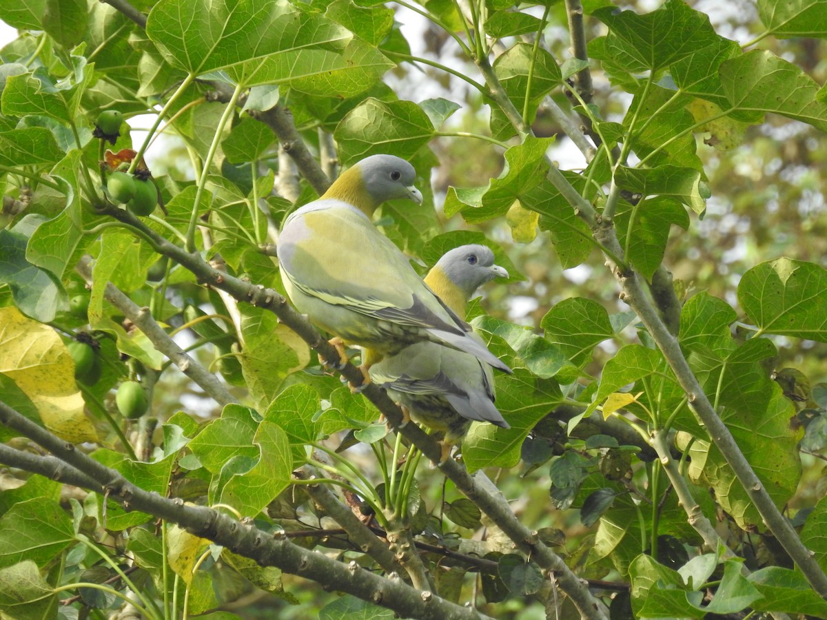 Yellow-footed Green-Pigeon - Marina Sentís Vila