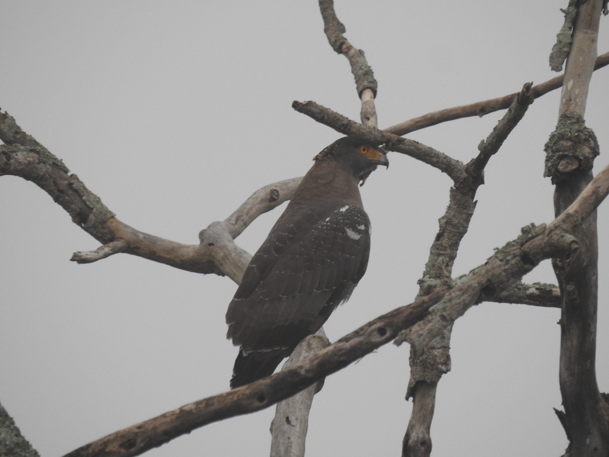 Crested Serpent-Eagle - ML134563011