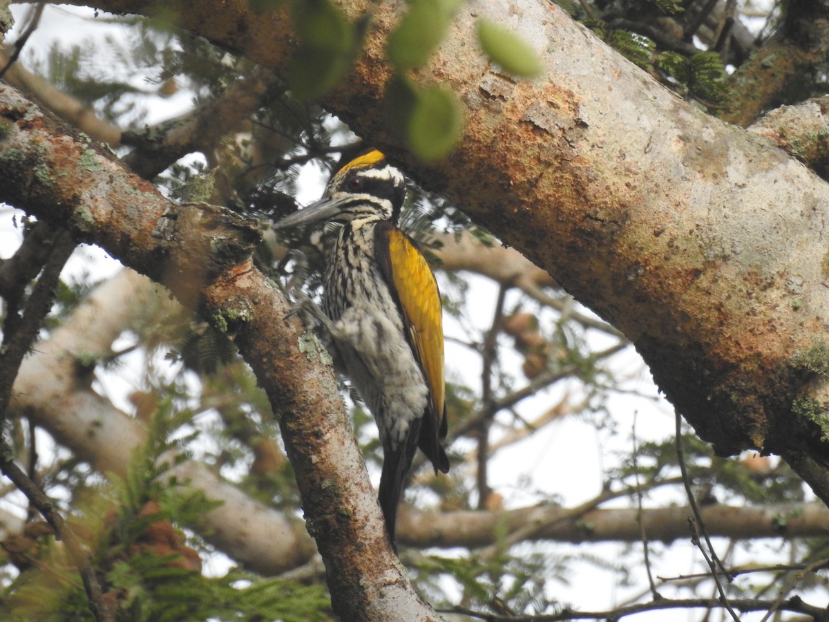 White-naped Woodpecker - Marina Sentís Vila