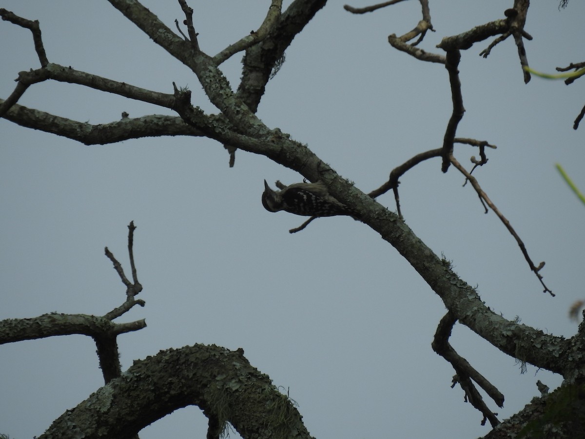 Brown-capped Pygmy Woodpecker - ML134563241