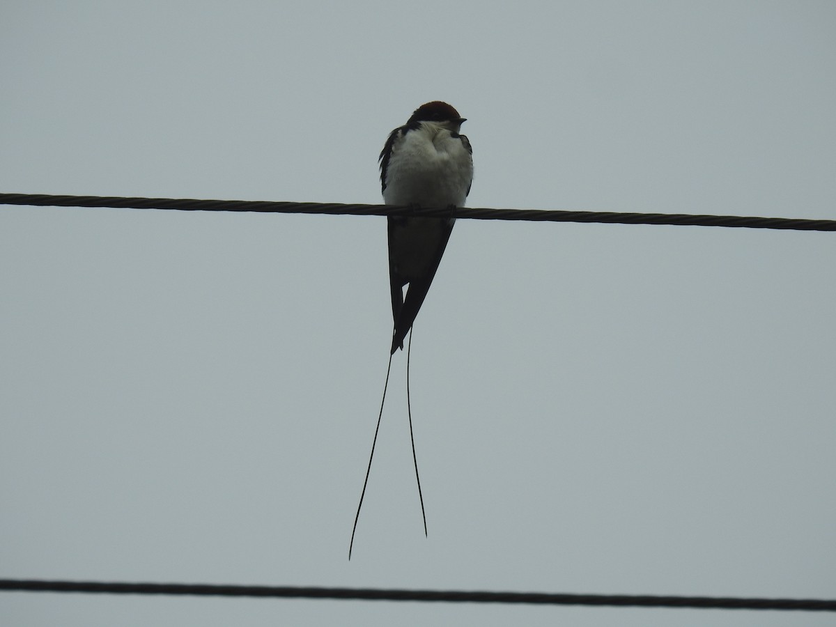 Wire-tailed Swallow - ML134563291