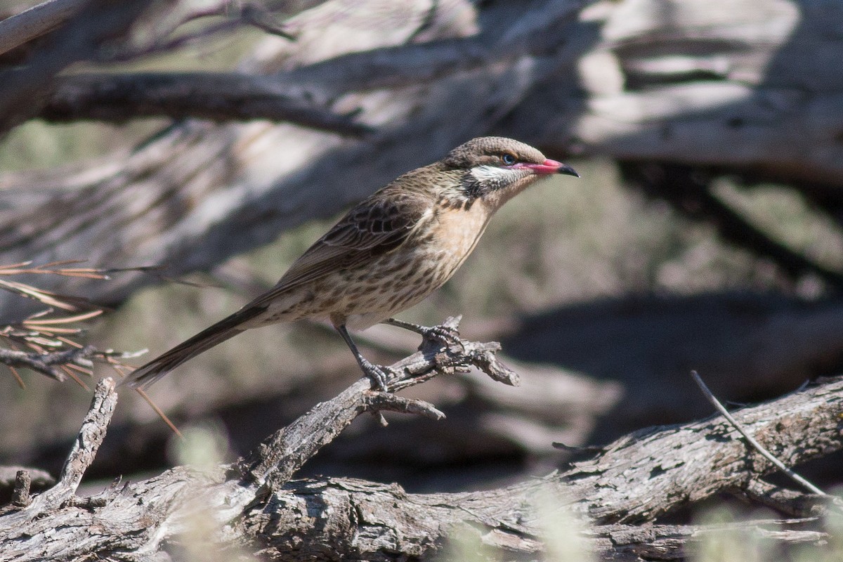 Spiny-cheeked Honeyeater - Hans Wohlmuth