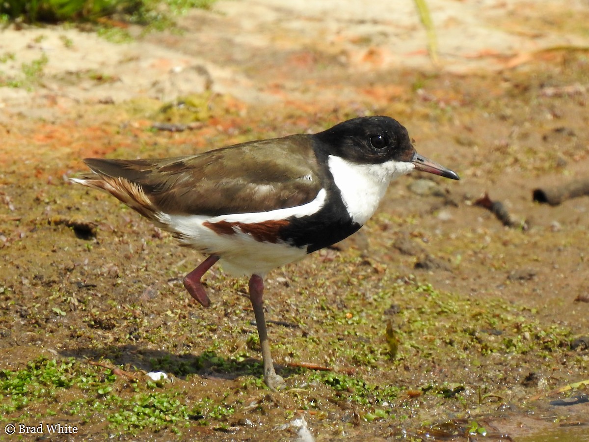 Red-kneed Dotterel - ML134564811