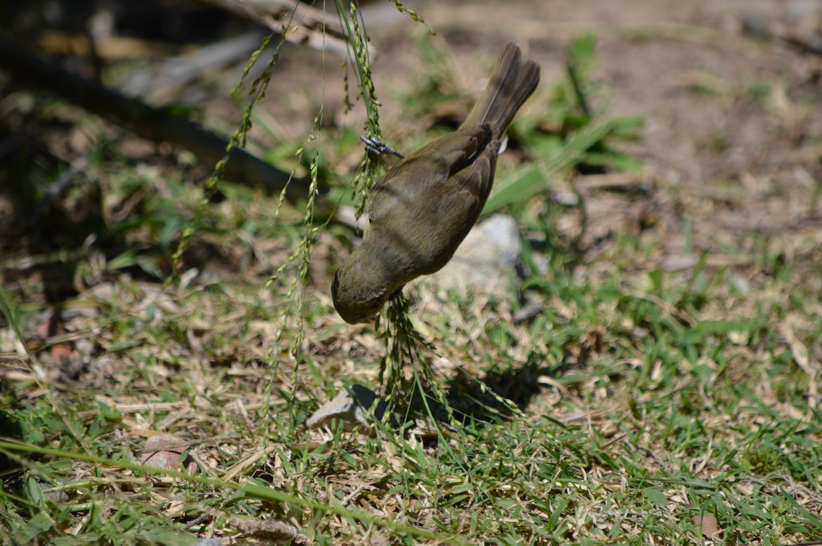 Double-collared Seedeater - ML134564871