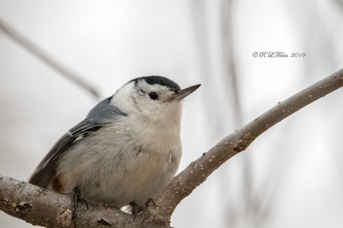 White-breasted Nuthatch - Rita Flohr