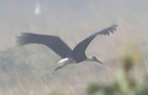 Asian Woolly-necked Stork - Vikas Madhav Nagarajan