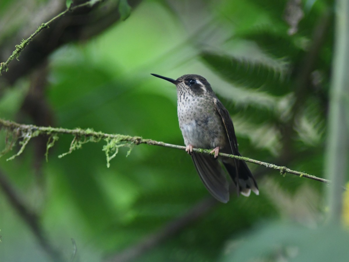 Speckled Hummingbird - ML134567431