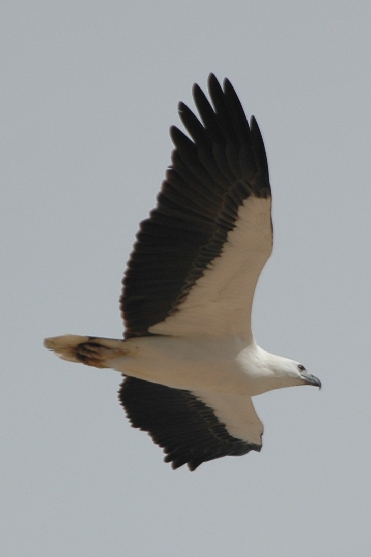 White-bellied Sea-Eagle - Cathy Pasterczyk