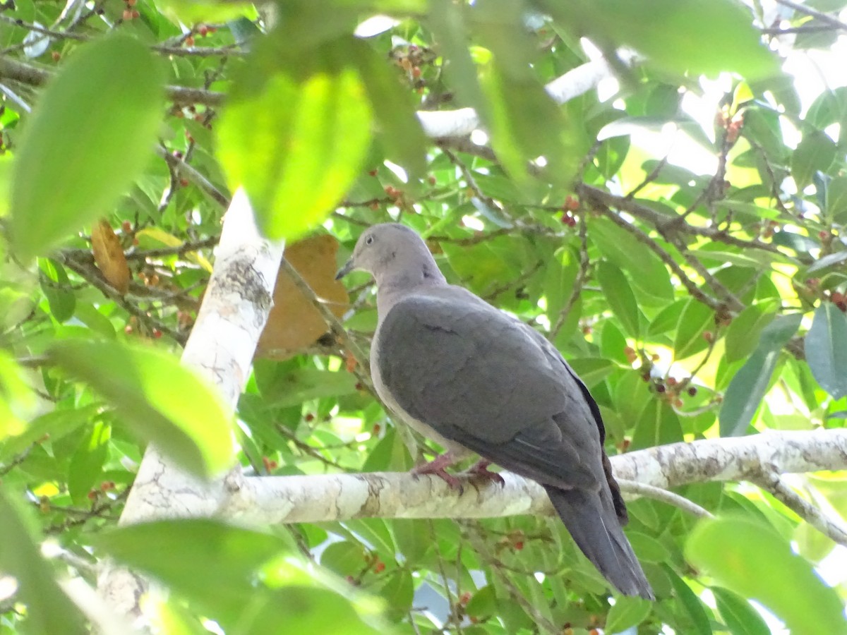 Gray-fronted Dove - Sally Isacco