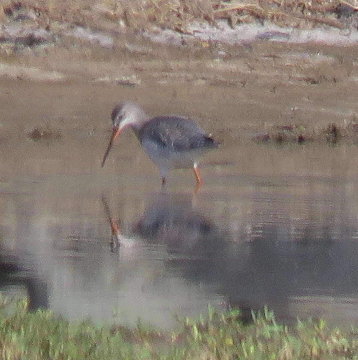 Spotted Redshank - ML134572951