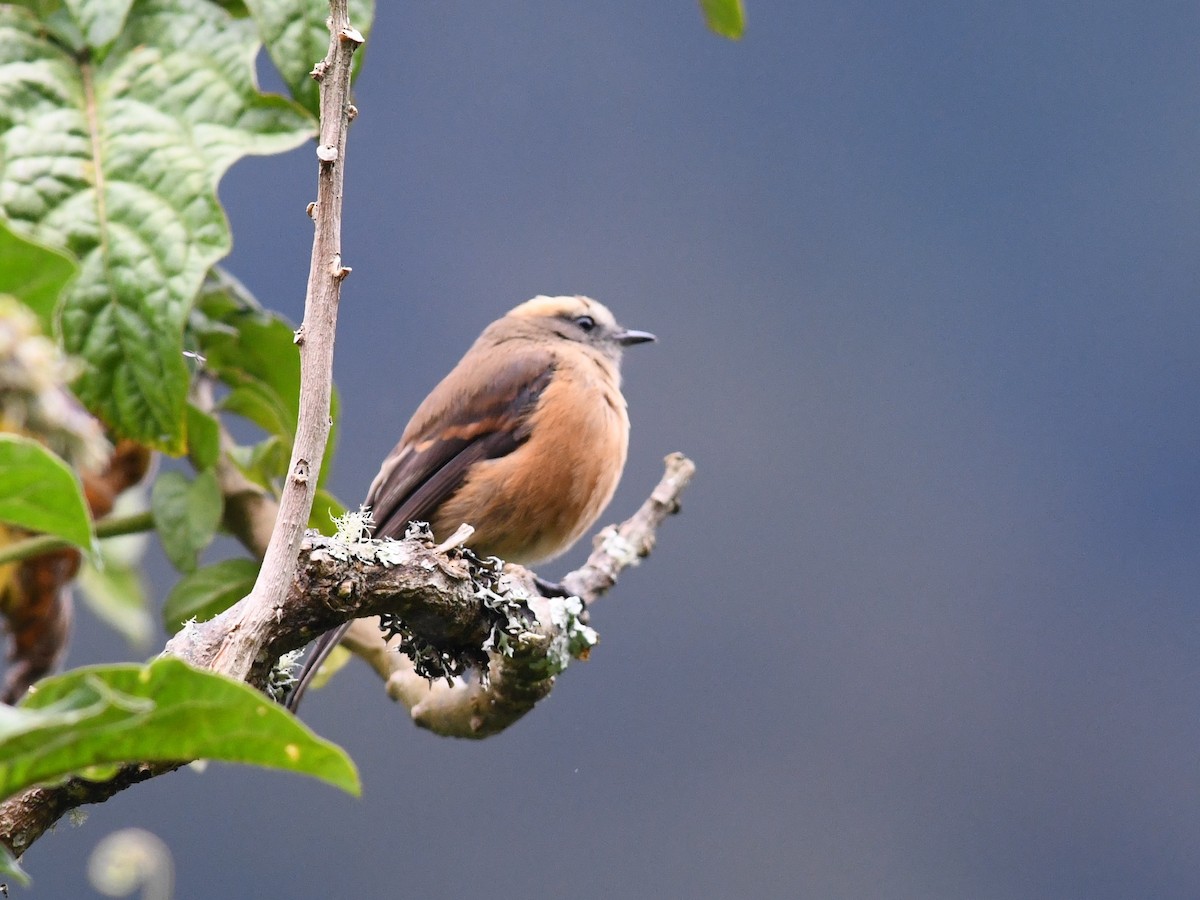 Brown-backed Chat-Tyrant - ML134573851