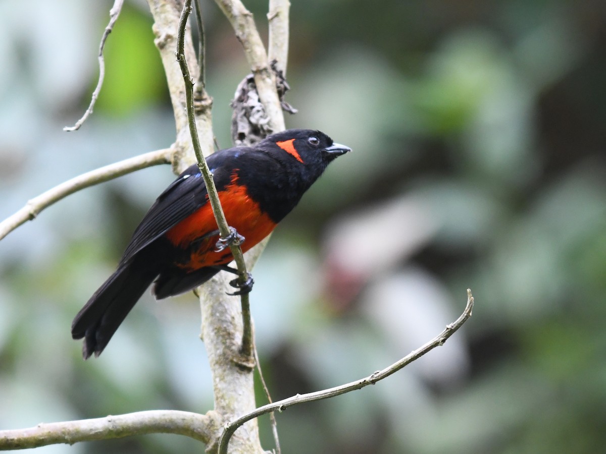 Scarlet-bellied Mountain Tanager - ML134574041