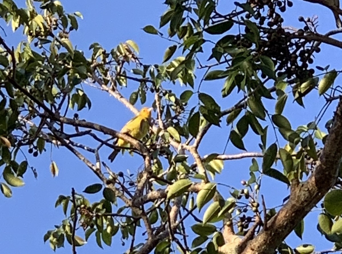 Western Tanager - ML134574551