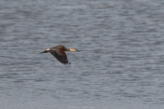 Lesser Whistling-Duck, ML134575331