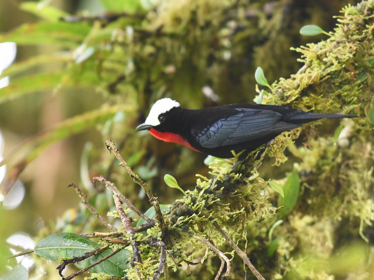 White-capped Tanager - ML134576051
