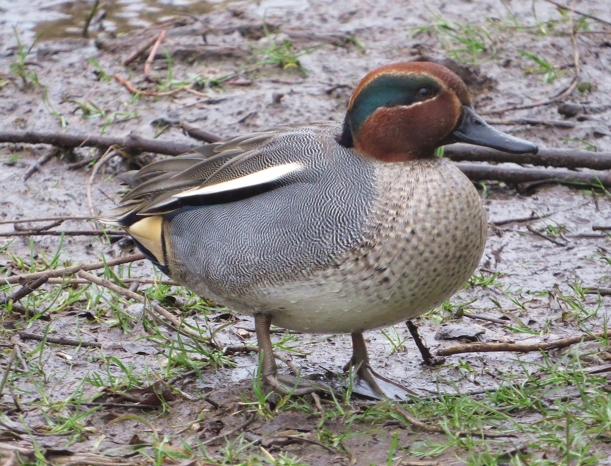Green-winged Teal - ML134576501