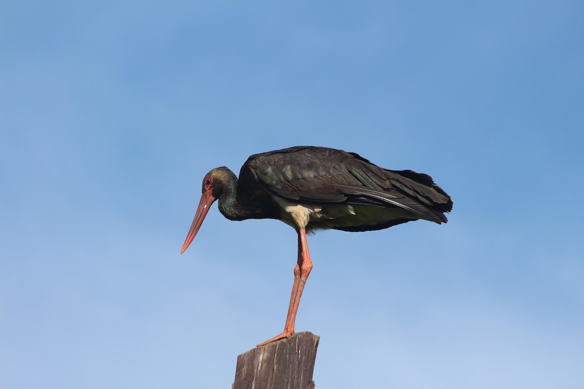 Black Stork - Manuel Schwarz