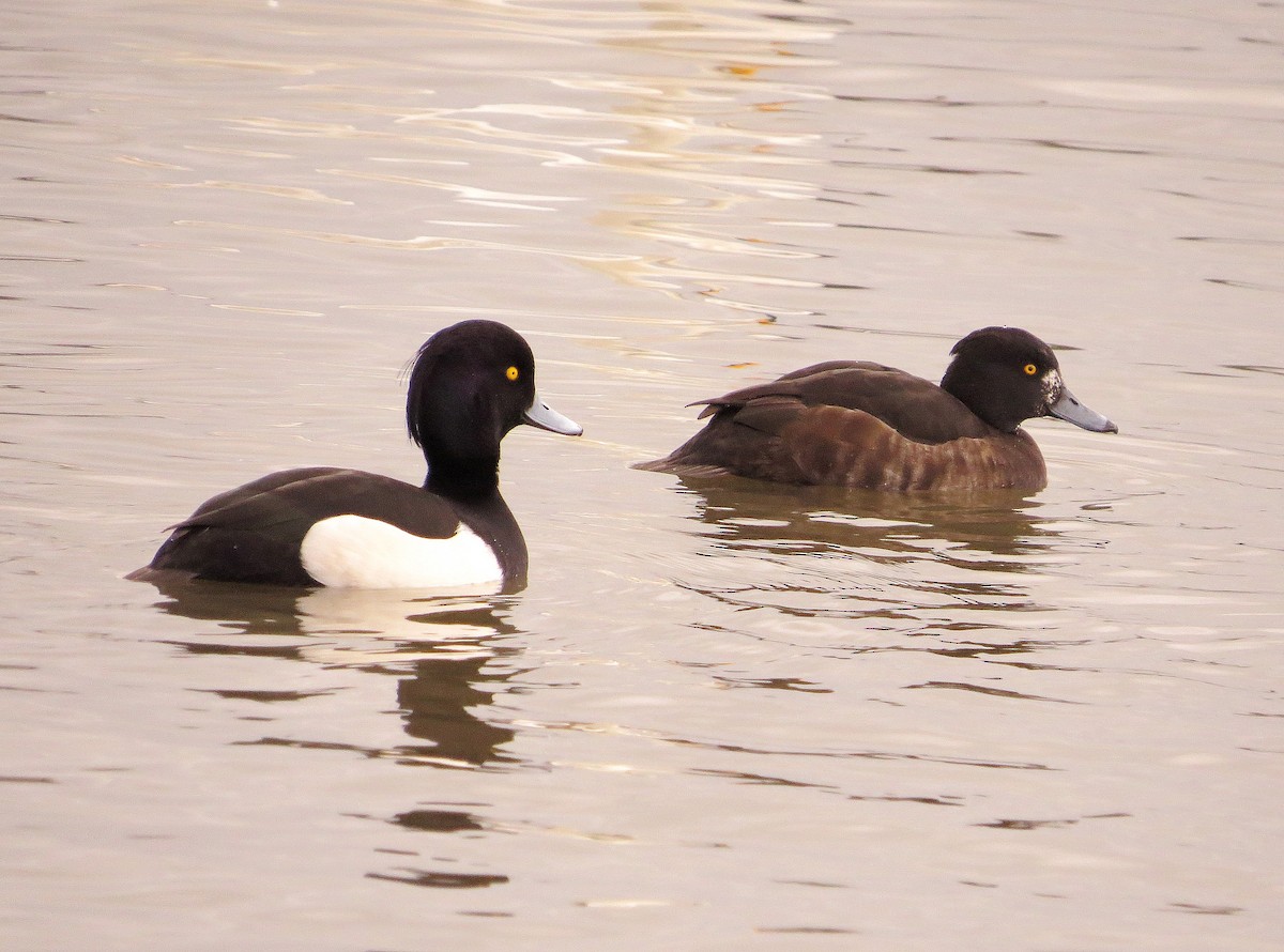 Tufted Duck - ML134576721
