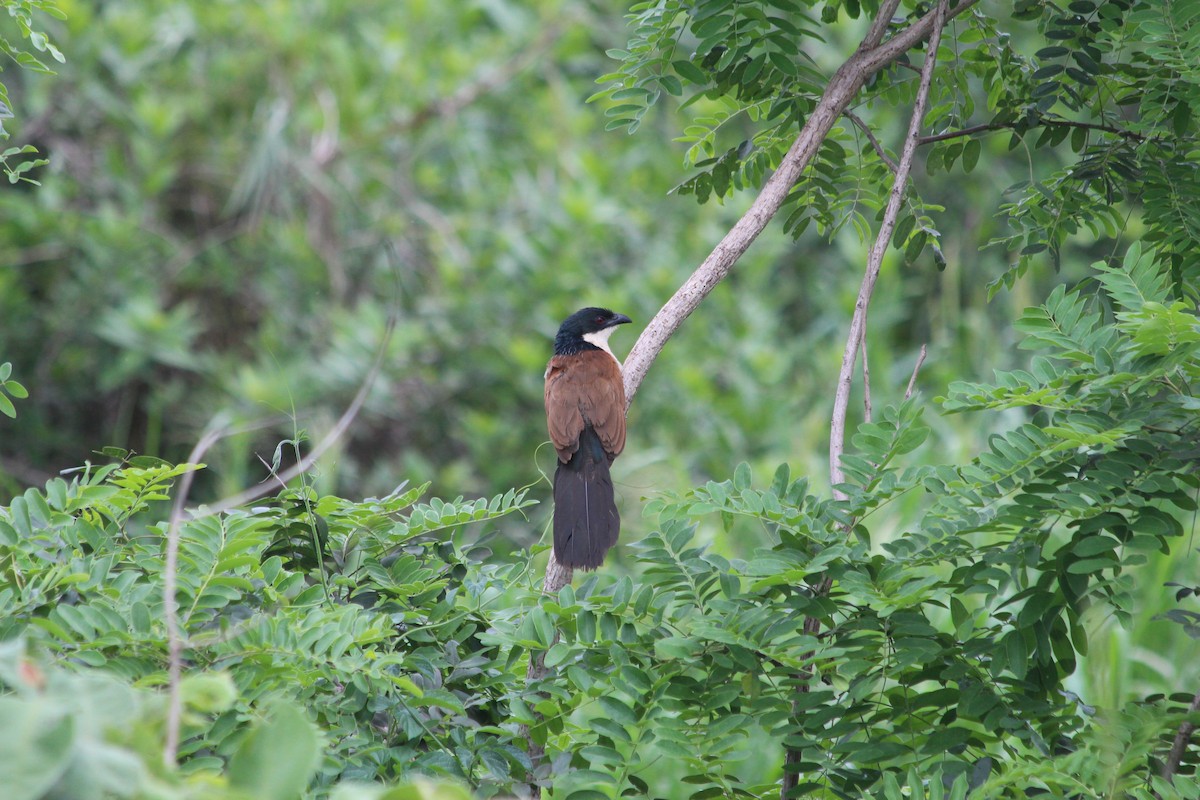 White-browed Coucal (Burchell's) - Manuel Schwarz