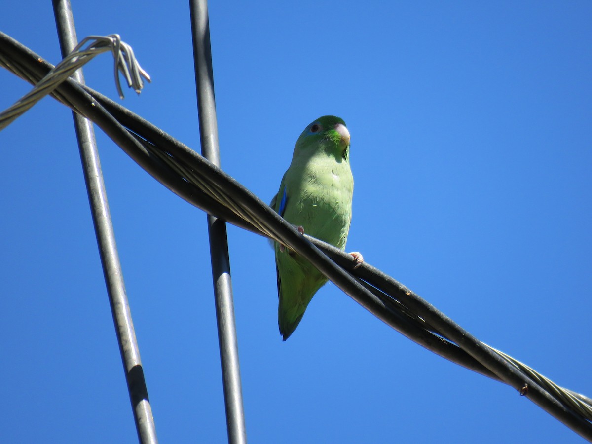 Spectacled Parrotlet - ML134578551