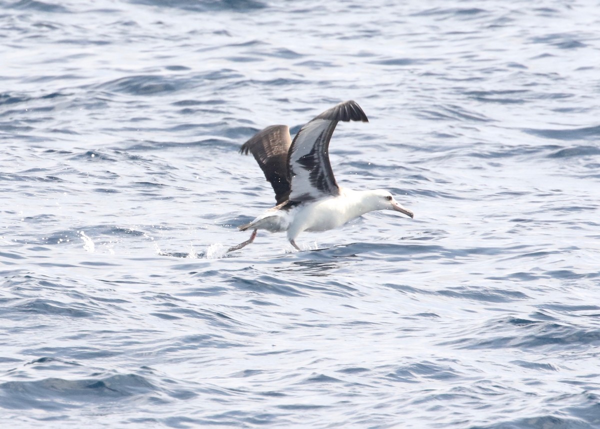 Laysan Albatross - Dan Gesualdo